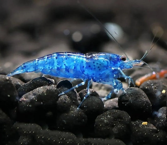 Blue Diamond Neocaridina Shrimp