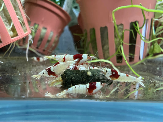 Red Crystal Caridina Shrimp