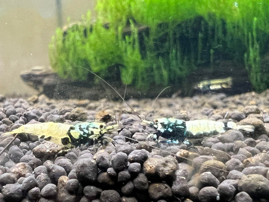 Black Pinto Caridina Shrimp