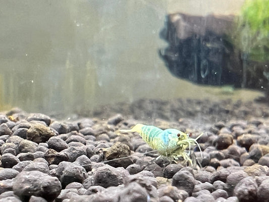 Blue Bolt Caridina Shrimp